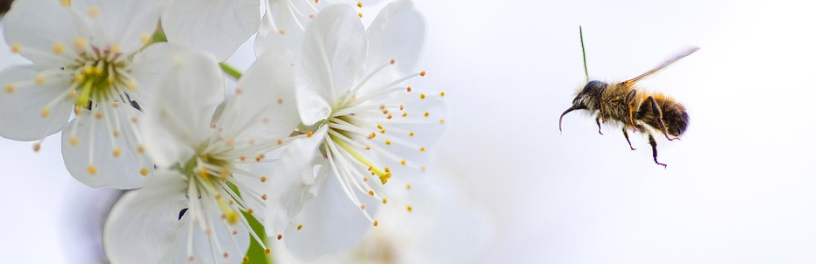 Respect de la biodiversité